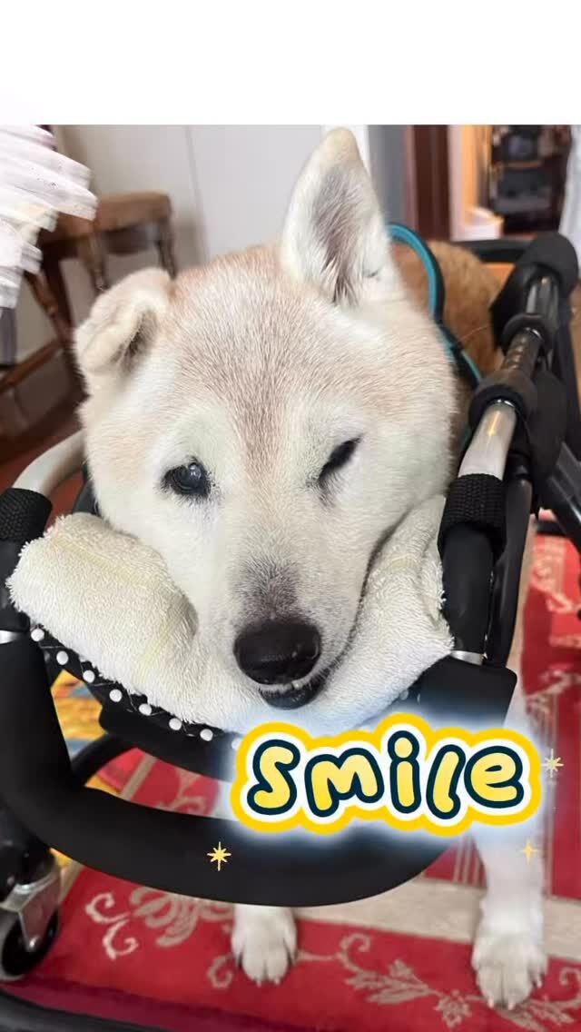 DCM - Doggy Care Malachite