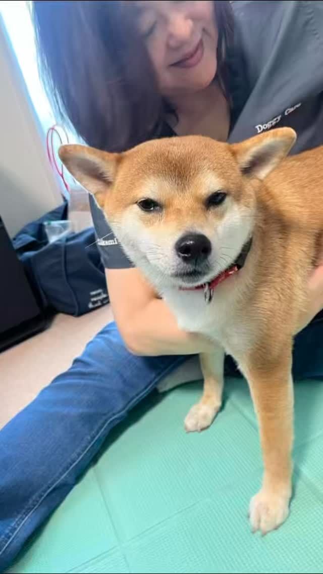 DCM - Doggy Care Malachite